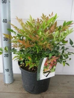 Hemelse Bamboe (Nandina Domestica 'Gulf Stream') 22 Hemelse Bamboe (Nandina Domestica 'Gulf Stream') -PlantenPracht Winkel nandina gulfstream c5 18 7 2019