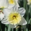 Narcis (Narcissus 'Ice Follies') -PlantenPracht Winkel narcissus icefollies 3 1