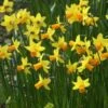 Narcis (Narcissus 'Jetfire') -PlantenPracht Winkel narcissus jetfire 5 1