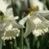 Narcis (Narcissus 'Mount Hood') 1 Narcis (Narcissus 'Mount Hood') -PlantenPracht Winkel narcissus mounthood 1