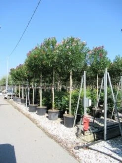 Oleander Als Boom (Nerium Oleander) -PlantenPracht Winkel nerium 2