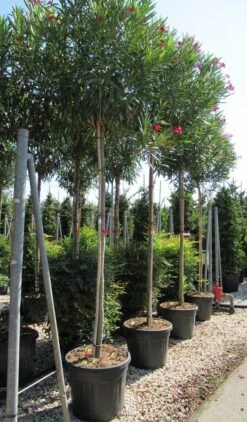 Oleander Als Boom (Nerium Oleander) -PlantenPracht Winkel nerium 10 12 2