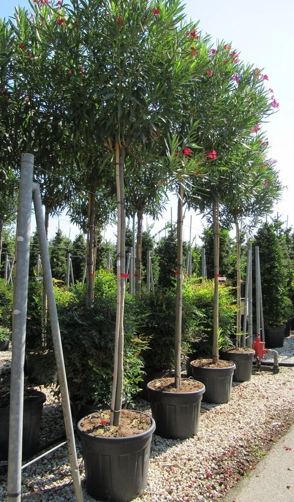 Oleander Als Boom (Nerium Oleander) 9 Oleander Als Boom (Nerium Oleander) - Afbeelding 7