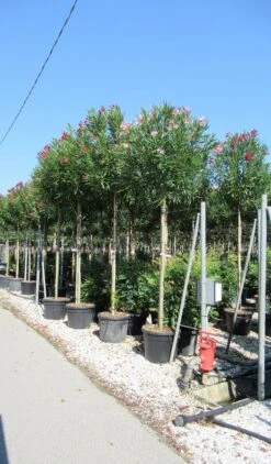 Oleander Als Boom (Nerium Oleander) -PlantenPracht Winkel nerium 10 12 2 1
