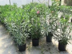 Roze Oleander (Nerium Oleander) 13 Roze Oleander (Nerium Oleander) -PlantenPracht Winkel nerium 60 80