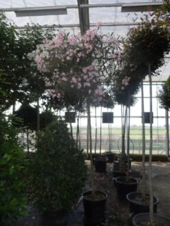 Oleander Als Boom (Nerium Oleander) -PlantenPracht Winkel nerium oleander 10 12 14ho c70 1