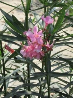 Roze Oleander (Nerium Oleander) -PlantenPracht Winkel nerium roze 1