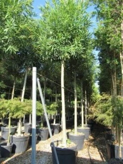 Oleander Als Boom (Nerium Oleander) -PlantenPracht Winkel nerium stam 1