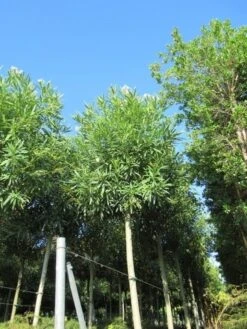 Oleander Als Boom (Nerium Oleander) -PlantenPracht Winkel nerium stam 2 2