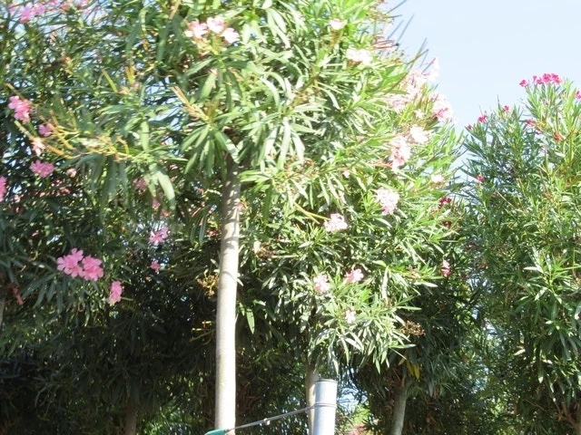 Oleander Als Boom (Nerium Oleander) 12 Oleander Als Boom (Nerium Oleander) - Afbeelding 10