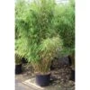 Niet Woekerende Bamboe (Fargesia Robusta 'Campbell') -PlantenPracht Winkel niet woekerende bamboe fargesia robusta 33930 435