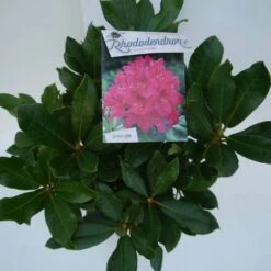 Rhododendron (Rhododendron 'Nova Zembla') -PlantenPracht Winkel nova zembla c5 boven 3