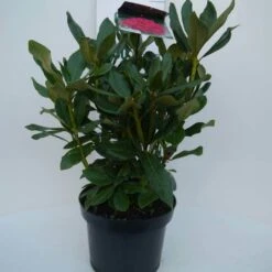 Rhododendron (Rhododendron 'Nova Zembla') -PlantenPracht Winkel nova zembla c5 voor 1