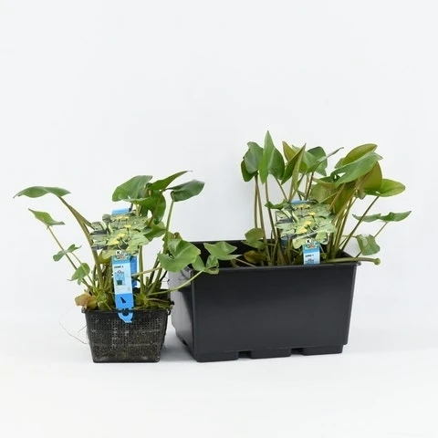 Gele Plomp (Nuphar Lutea) 4 Gele Plomp (Nuphar Lutea) - Afbeelding 2