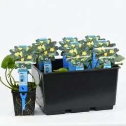 Gele Plomp (Nuphar Lutea) 9 Gele Plomp (Nuphar Lutea) -PlantenPracht Winkel nuphar lutea variegata 20180404193138