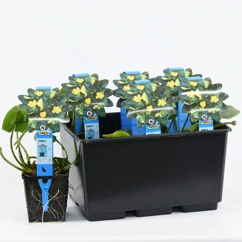 Gele Plomp (Nuphar Lutea) 6 Gele Plomp (Nuphar Lutea) - Afbeelding 4