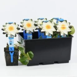 Waterlelie (Nymphaea 'Alba') -PlantenPracht Winkel nymphaea alba 20180404185113