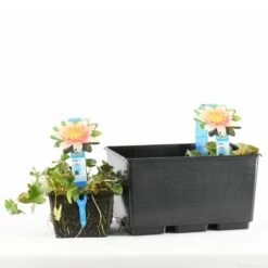 Waterlelie (Nymphaea 'Aurora') -PlantenPracht Winkel nymphaea aurora tb