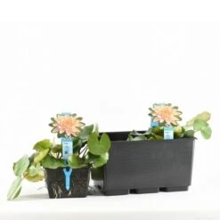 Waterlelie (Nymphaea 'Colorado') -PlantenPracht Winkel nymphaea colorado tb