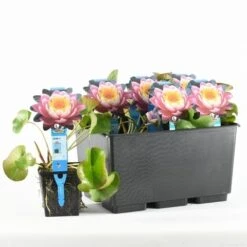 Waterlelie Fabiola (Nymphea 'Fabiola') -PlantenPracht Winkel nymphaea fabiola 20170629101935