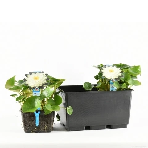 Waterlelie (Nymphaea 'Gonnere') 3 Waterlelie (Nymphaea 'Gonnere')