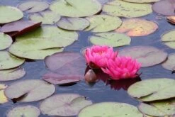 Waterlelie (Nymphaea 'James Brydon') -PlantenPracht Winkel nymphaea james brydon 1