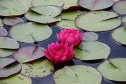 Waterlelie (Nymphaea 'James Brydon') -PlantenPracht Winkel nymphaea james brydon 3