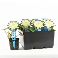 Waterlelie (Nymphaea 'Joey Tomocik') -PlantenPracht Winkel nymphaea joey tomocik 20170629103356