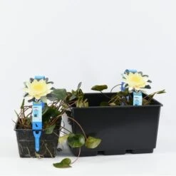 Waterlelie (Nymphaea 'Marliacea Chromatella') 7 Waterlelie (Nymphaea 'Marliacea Chromatella') -PlantenPracht Winkel nymphaea marl. chromatella 3l. 20180409115712