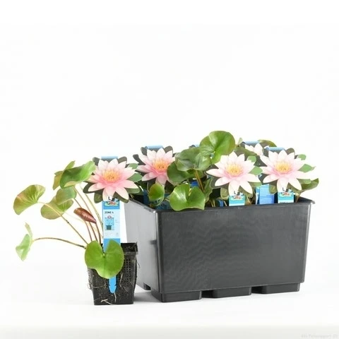 Waterlelie (Nymphaea 'Marliacea Carnea') 4 Waterlelie (Nymphaea 'Marliacea Carnea') - Afbeelding 2