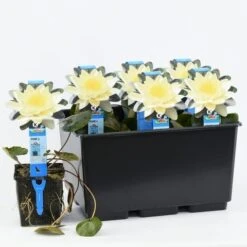 Waterlelie (Nymphaea 'Marliacea Chromatella') 6 Waterlelie (Nymphaea 'Marliacea Chromatella') -PlantenPracht Winkel nymphaea marliacea chromatella 20180404192837