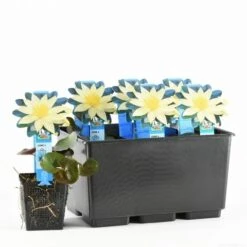 Waterlelie (Nymphaea 'Sulphurea') -PlantenPracht Winkel nymphaea sulphurea 20170630103836