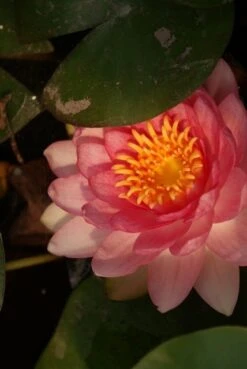 Waterlelie Fabiola (Nymphea 'Fabiola') -PlantenPracht Winkel nymphea fabiola aqua sifra 4 65 1