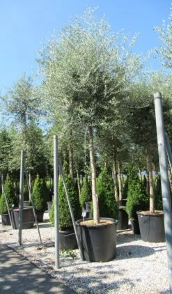 Olijfboom (Olea Europaea ) -PlantenPracht Winkel olea