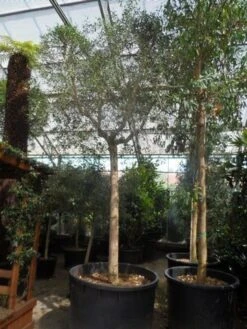 Olijfboom (Olea Europaea ) -PlantenPracht Winkel olea europaea 40 45ho c750
