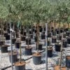Olijf Als Halfstam (Olea Europaea 'leccino') -PlantenPracht Winkel olea europaea leccino halfstam 1 1
