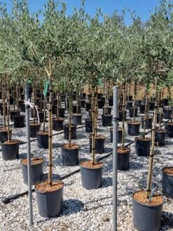 Olijf Als Halfstam (Olea Europaea 'leccino')