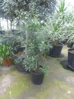 Olijf Als Struik (Olea Europaea) -PlantenPracht Winkel olea europaea struikvorm 80 100 c20 1