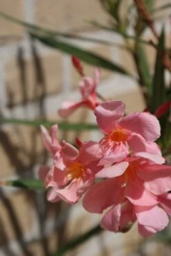 Roze Oleander (Nerium Oleander) 11 Roze Oleander (Nerium Oleander) -PlantenPracht Winkel oleander 5