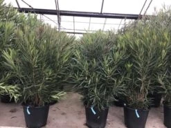 Smalbladige Oleander (Nerium Oleander 'Papa Gambetta') -PlantenPracht Winkel oleanderpapagambetta 1