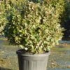 Olijfwilg Als Bol (Elaeagnus Ebbingei 'Compacta') -PlantenPracht Winkel olijfwilg bollen 6070cm 1 1
