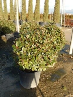 Olijfwilg Als Bol (Elaeagnus Ebbingei 'Compacta') -PlantenPracht Winkel olijfwilg bollen 6070cm 2 2