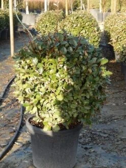 Olijfwilg Als Bol (Elaeagnus Ebbingei 'Compacta') -PlantenPracht Winkel olijfwilg bollen 6070cm 3 1