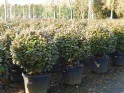 Olijfwilg Als Bol (Elaeagnus Ebbingei 'Compacta') -PlantenPracht Winkel olijfwilg bollen 6070cm 4