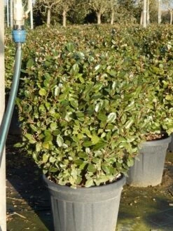 Olijfwilg Als Bol (Elaeagnus Ebbingei 'Compacta') -PlantenPracht Winkel olijfwilg bollen 6070cm 5 2