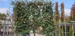 Olijfwilg Halfstam Als Leiboom (Elaeagnus Ebbingei) -PlantenPracht Winkel olijfwilg scherm 1