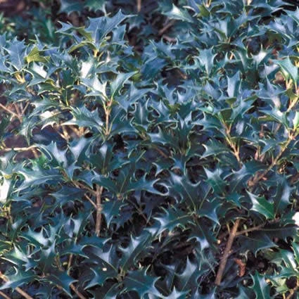 Schijnhulst (Osmanthus Heterophyllus) 3 Schijnhulst (Osmanthus Heterophyllus)