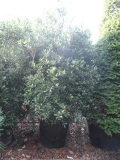 Schijnhulst (Osmanthus Heterophyllus) 12 Schijnhulst (Osmanthus Heterophyllus) -PlantenPracht Winkel osmanthus heterophyllus 175 200 c160 extra