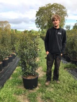 Schijnhulst (Osmanthus Heterophyllus) 15 Schijnhulst (Osmanthus Heterophyllus) -PlantenPracht Winkel osmanthus heterophyllus h100120cm