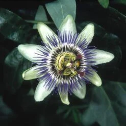 Passiebloem (Passiflora Caerulea) -PlantenPracht Winkel pacaerul 6